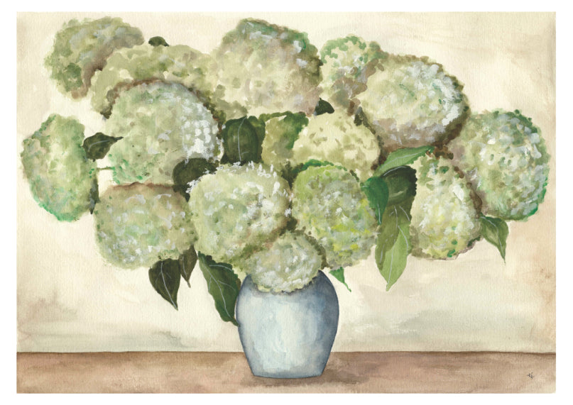 Vit hortensia